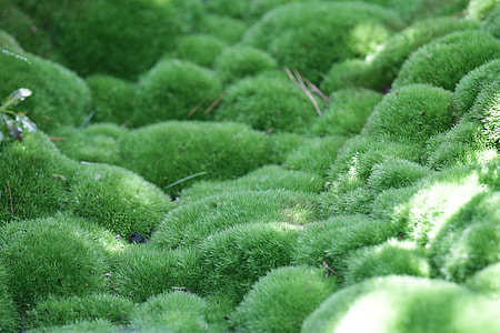 Moss, Green, Nature, Damp, Outdoor, moss, green thumbnail