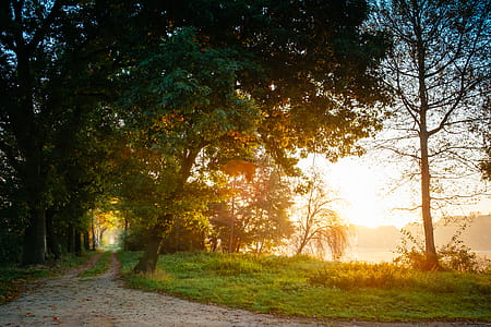 wood, light, road, dawn thumbnail