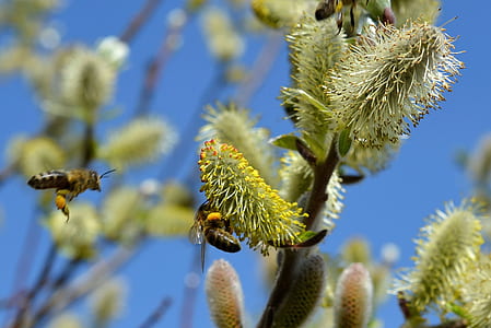 macro photo of bees on green flowers during daytime thumbnail