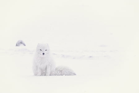 snow fox thumbnail