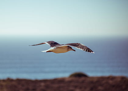 selective focus photography of flying white and black bird thumbnail