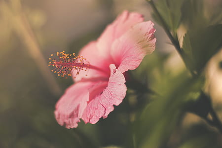 pink hibiscus in bloom close up photo thumbnail