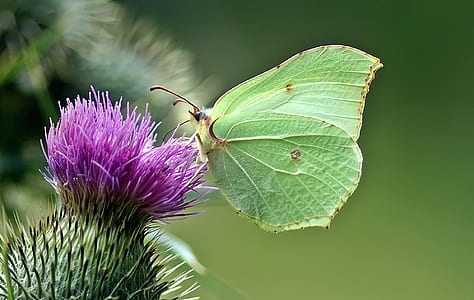 green butterfly perching on purple flower in selective focus photography thumbnail