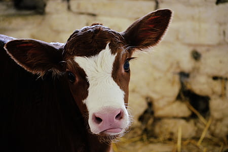 Calf Cow thumbnail