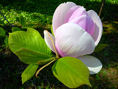 pink and white petal flower thumbnail