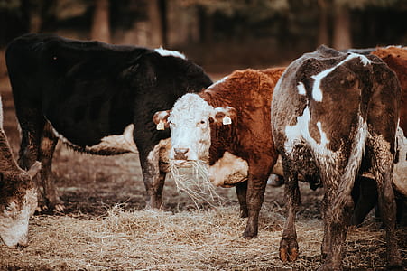 herd of cattle eating grass photography thumbnail