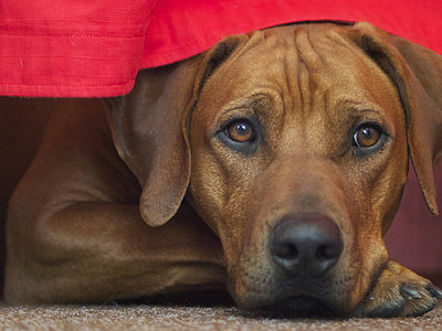 short-coated brown dog under red table cloth thumbnail