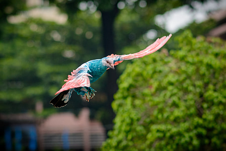 blue and pink parrot thumbnail