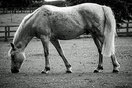grayscale photo of horse thumbnail