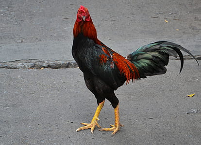 rooster on concrete surface thumbnail