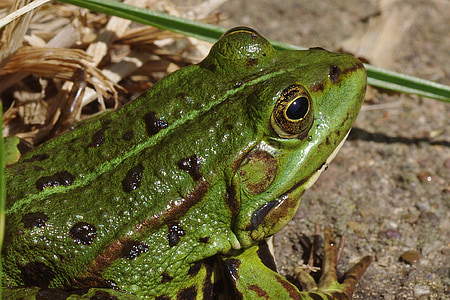 green frog beside grass thumbnail