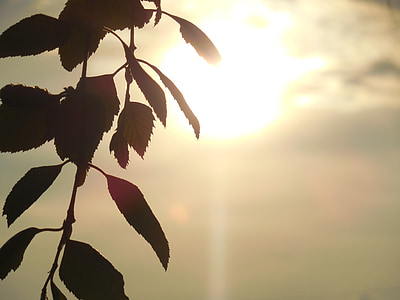 green leafed plant silhouette thumbnail