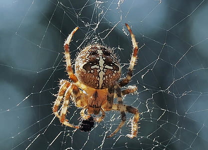 selective focus photography of araneus diadematus spider thumbnail