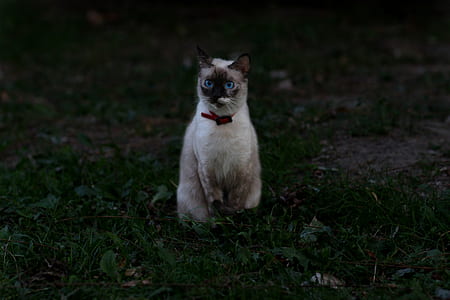 Siamese cat on green grasses thumbnail