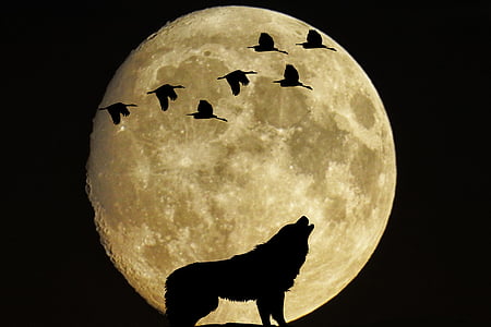 wolf howling painting thumbnail