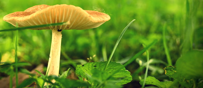 Green Leaf Plant With Mushroom thumbnail
