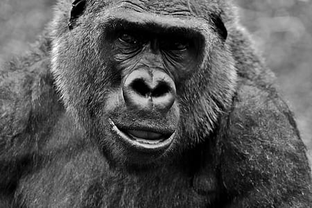 close up photo of gorilla thumbnail