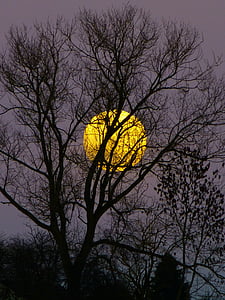 silhouette of withered tree during nighttime thumbnail