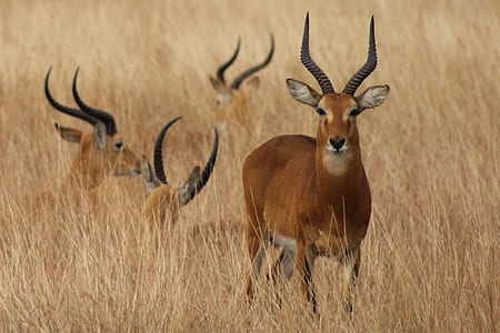 brown deer standing on grass thumbnail