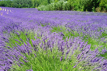 bed of purple lavender flowers thumbnail