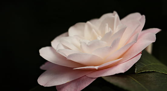 close-up photography of white rose in bloom thumbnail