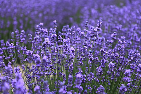 field of lavender flowers thumbnail