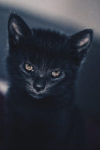 closeup photography of short-fur black kitten wallpaper thumbnail