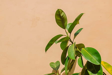 green leaves thumbnail