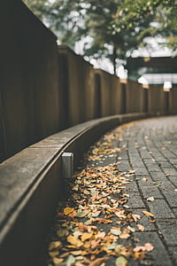 shallow focus photography of dried leaves on concrete flooring thumbnail