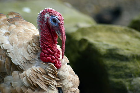 red and gray turkey thumbnail