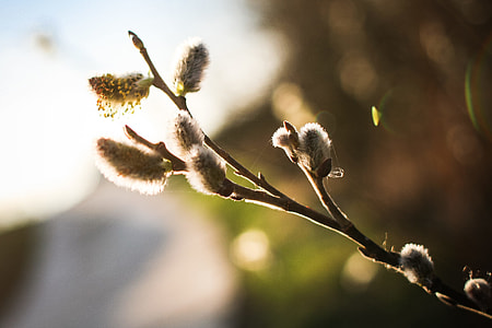 Spring is here! Salix caprea (goat willow) thumbnail