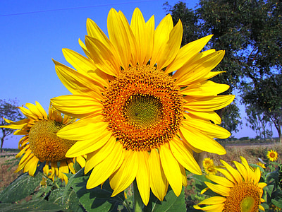 closeup photo of sunflower thumbnail