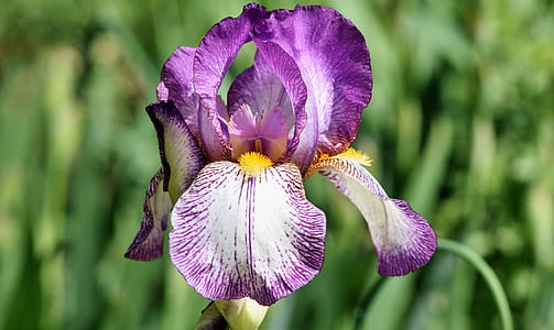 selective focus photography of purple Irish flower thumbnail