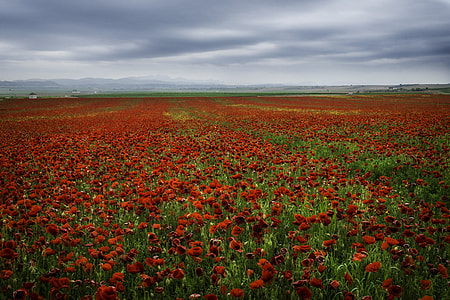 photo of red petaled flower field thumbnail