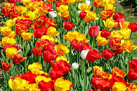 red and yellow tulip flowers thumbnail