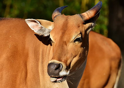 brown cattle thumbnail