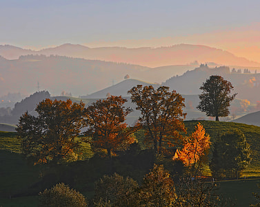 landscape photo of brown and green trees with mountains thumbnail