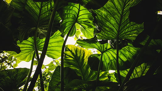 garden, leaves, plants, green thumbnail