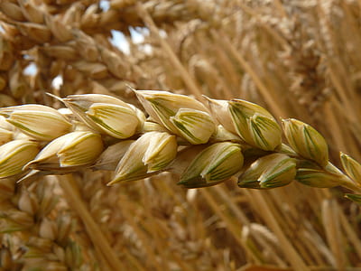 Brown Image in the Field thumbnail