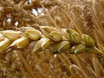 closeup photography of wheat grains thumbnail