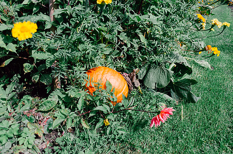 Homegrown pumpkin and flowers thumbnail
