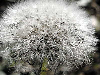 Closeup Photo of White Dandelion thumbnail