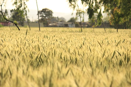 landscape, nature, field, summer thumbnail
