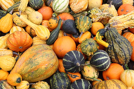 pile of squashes thumbnail