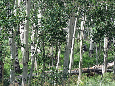 photo of green leafed trees thumbnail