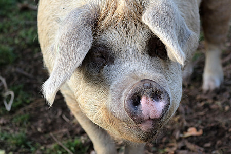 brown pig thumbnail