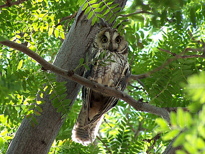 brown owl perched on branch during daytime thumbnail