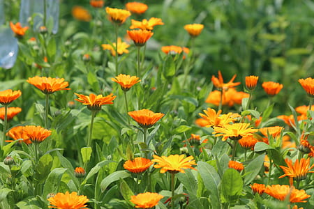 shallow focus photography of orange flowers thumbnail