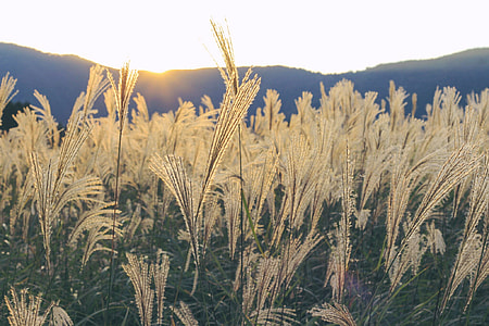 beige wheat field thumbnail