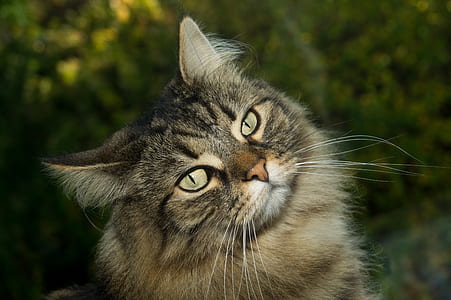silver tabby cat thumbnail